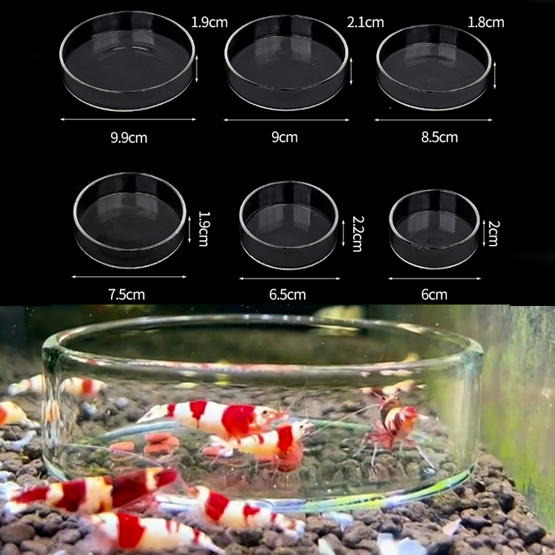 Seaweed Snack - Shrimp Feeding Dish High Transparent Glass