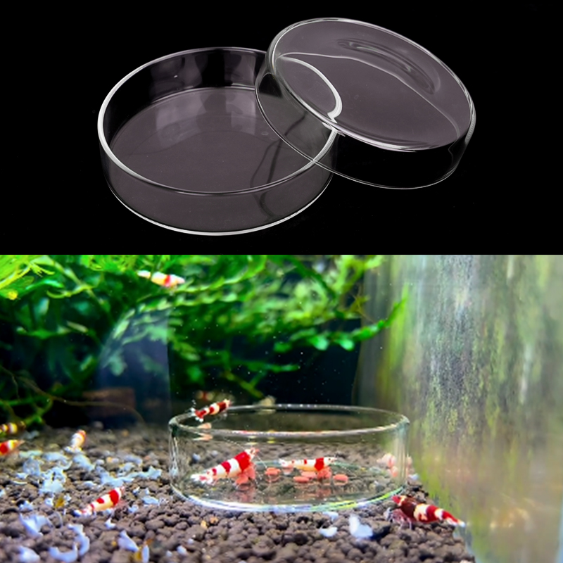 Shrimp Feeding Dish High Trans - Seaweed Snack ulasan dan harga